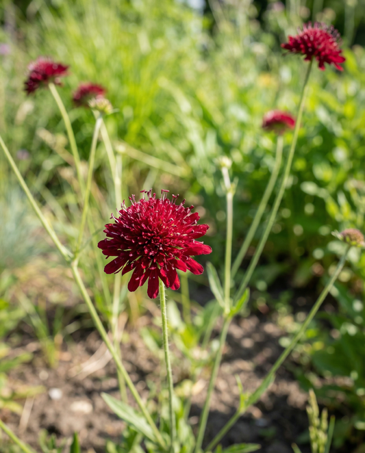Escabiosa da Macedónia Red Knight (Knautia macedonica) – sementes de perene da SeedsChoice