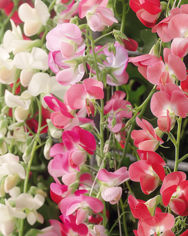 Semillas de guisante de olor Lathyrus latifolius Mixed flores perennes