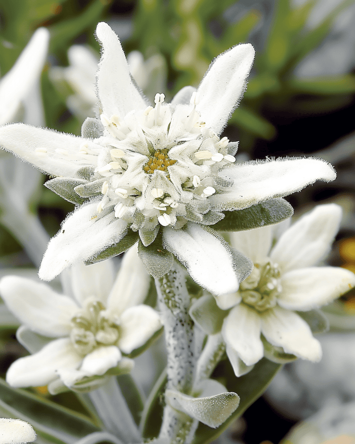Sementes de Edelweiss (Leontopodium alpinum) – flor perene