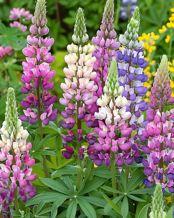 Lupin Russell Hybrids Mixed seeds (Lupinus polyphyllus) – perennial flower