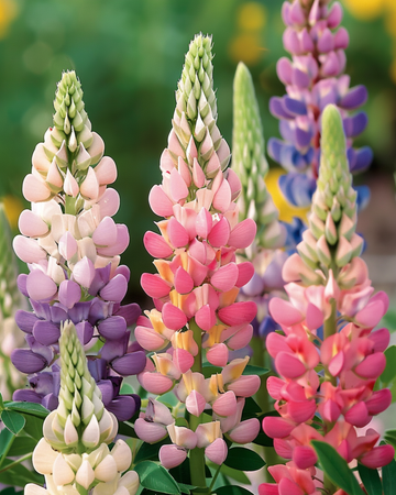 Semillas de lupino Minarette (Lupinus polyphyllus) – mezcla perenne
