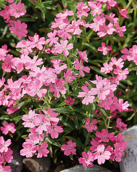 Semillas de jabonera de roca Saponaria ocymoides, perenne