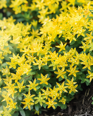 Sementes de arroz-dos-telhados amarelo (Sedum acre) – perene