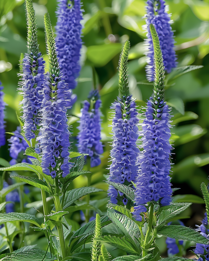 Semillas de Speedwell azul (Veronica spicata) – flor perenne