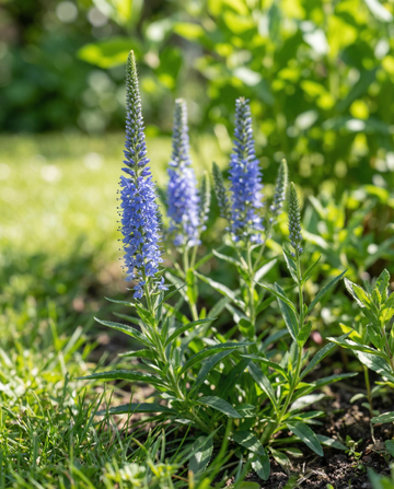 Speedwell azul (Veronica spicata) – semillas de flor perenne de SeedsChoice