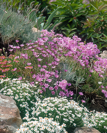 Semillas de mezcla para rocalla, variedades de porte bajo – flor perenne