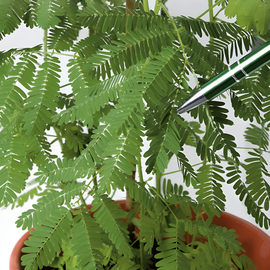 Semillas de planta sensible Mimosa pudica flor perenne