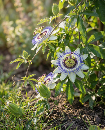 Pasión (Passiflora caerulea) – semillas de flor perenne de SeedsChoice