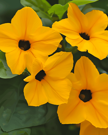 Semillas de ojo de poeta trepador (Thunbergia alata) – trepadora perenne