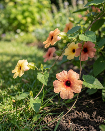 Ojo de poeta African Sunset (Thunbergia alata) – semillas de mezcla perenne de SeedsChoice