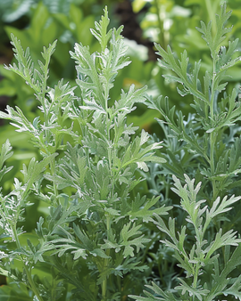 Semillas de Artemisia Absinthium, hierba perenne Artemisia Absinthium