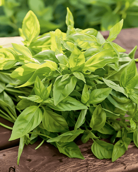 Semillas de albahaca de limón Ocimum basilicum hierba anual