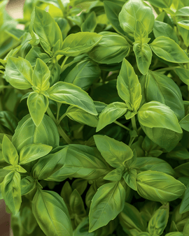 Semillas de albahaca de maceta Ocimum basilicum Bascuro Dark Green, hierba anual