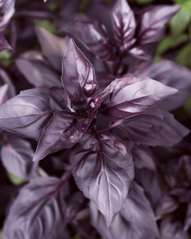 Sweet Basil Dark Opal Seeds Ocimum Basilicum Annual Herb