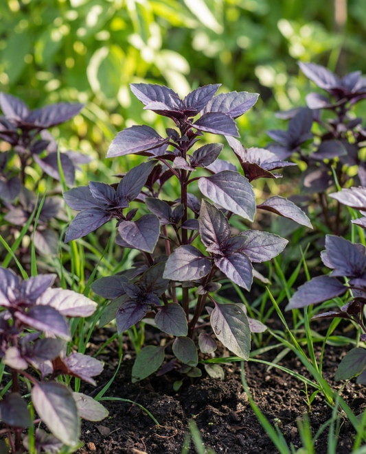 Sweet Basil Dark Opal (Ocimum basilicum) – annual herb seeds from SeedsChoice