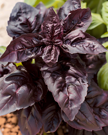Semillas de albahaca Sweet Basil Red Lizzy (Ocimum basilicum) – hierba anual