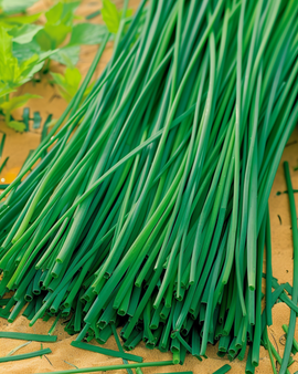 Semillas de cebollino Prager Allium Schoenoprasum hierba perenne