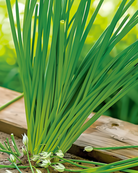 Semillas de cebollino ajo Allium tuberosum hierba perenne flores blancas