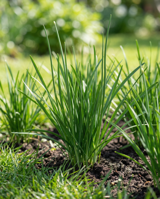Cebolinho Alho Branco (Allium tuberosum) – sementes de erva perene da SeedsChoice