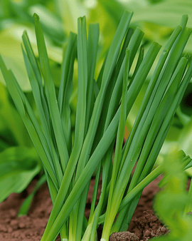 Semillas de cebolleta galesa Allium Fistulosum Winterhecke perenne