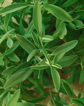 Sementes de segurelha-das-hortas Satureja hortensis erva aromática anual