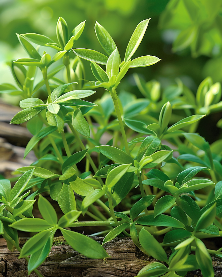 Sementes de segurelha (Satureja montana) – erva aromática perene