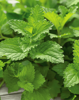Semillas de melisa Melissa officinalis hierba perenne infusiones