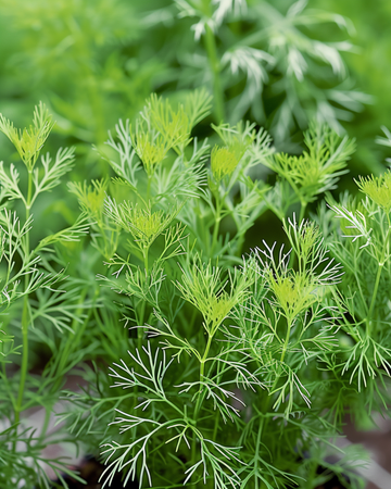 Semillas de eneldo Nano (Anethum graveolens) – hierba anual