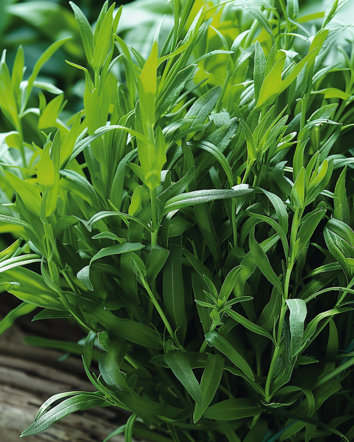 Sementes de Estragão Russo (Artemisia dracunculus) – erva perene