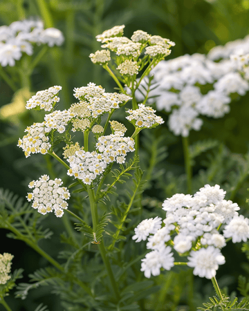 Semillas de milenrama (Achillea millefolium) – hierba perenne