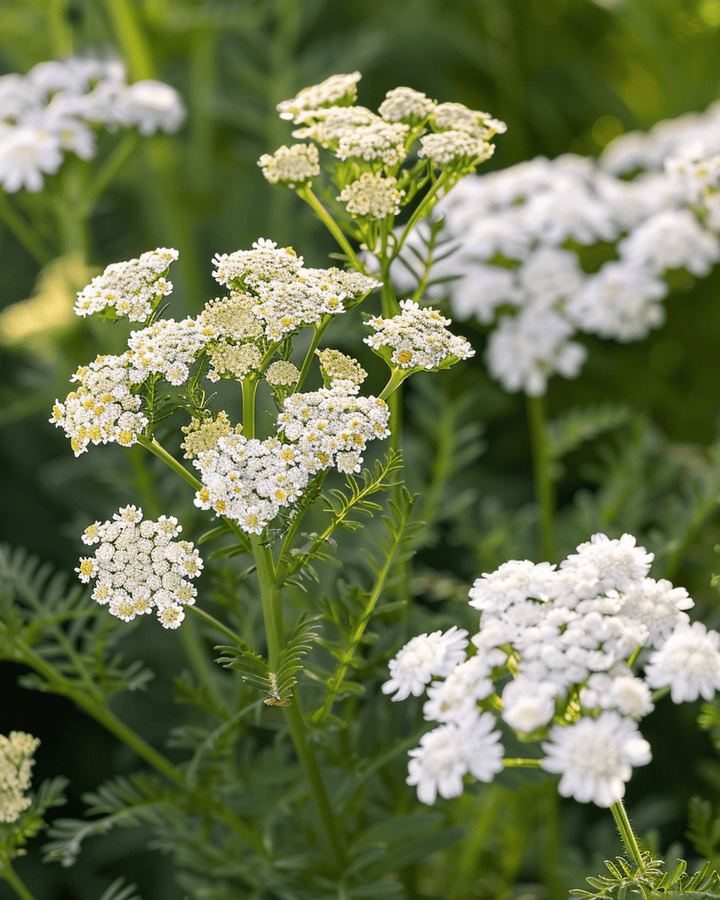 Sementes de milefólio (Achillea millefolium) – erva perene