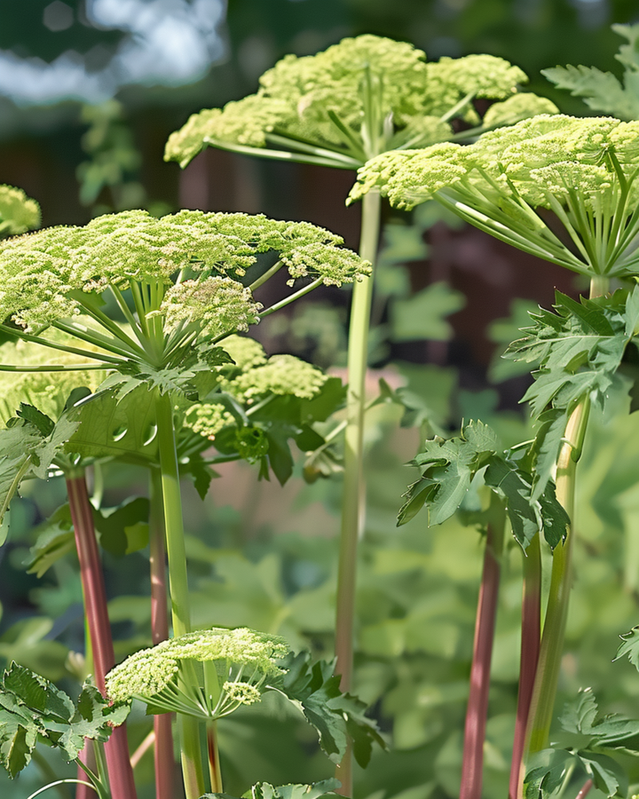 Angelica Seeds Angelica Archangelica Perennial Herb seeds (Angelica archangelica) – perennial herb