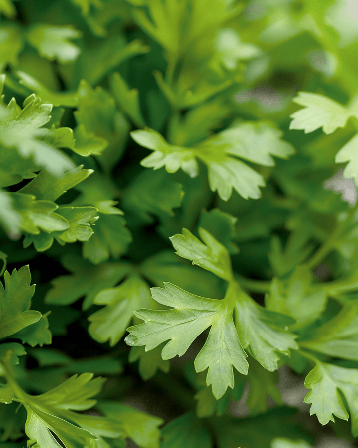 Semillas de Perifollo Culinario (Anthriscus cerefolium) – hierba anual