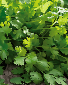 Semillas de cilantro Coriandrum sativum hierba anual de espigado lento y hoja fina
