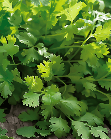 Semillas de cilantro de espigado lento y hoja fina (Coriandrum sativum) – hierba anual