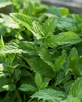 Semillas de hierbabuena Mentha spicata hierba perenne