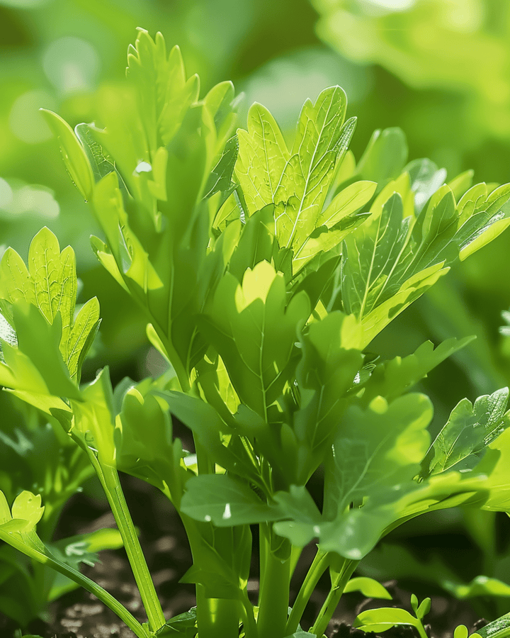 Semillas de levístico para sopa (Levisticum officinale) – hierba perenne