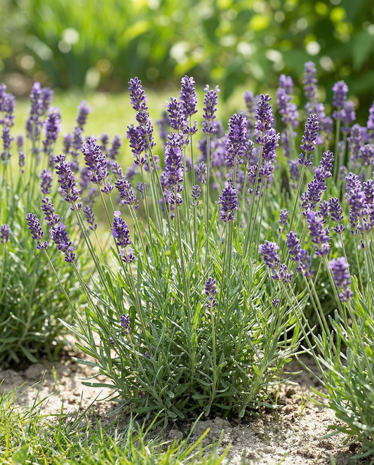 Lavanda-inglesa (Lavandula angustifolia) – sementes de erva aromática perene da SeedsChoice