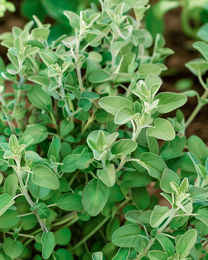 Sementes de manjerona (Majorana hortensis) – erva aromática anual