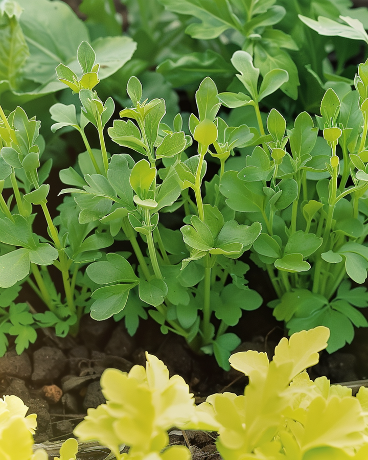 Sementes de mostarda branca (Sinapis alba) – erva anual