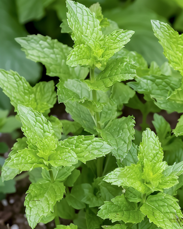 Menta piperita para infusiones (Mentha piperita) – semillas de hierba perenne de SeedsChoice