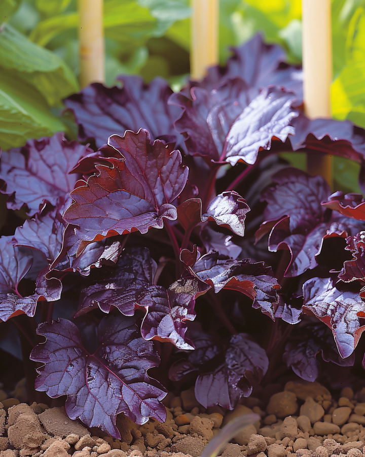 Sementes de Shiso Red Leaved (Perilla frutescens) – erva aromática anual