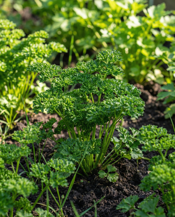 Perejil rizado (Petroselinum crispum) – semillas bienales de SeedsChoice