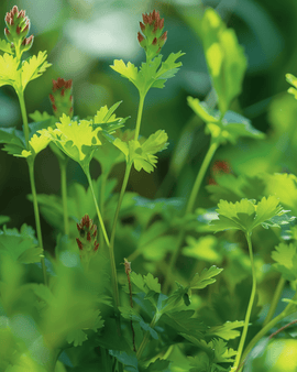 Semillas de Salad Burnet Sanguisorba minor hierba perenne