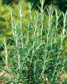 Sementes de Alecrim Comum Rosmarinus Officinalis Erva Aromática Perene