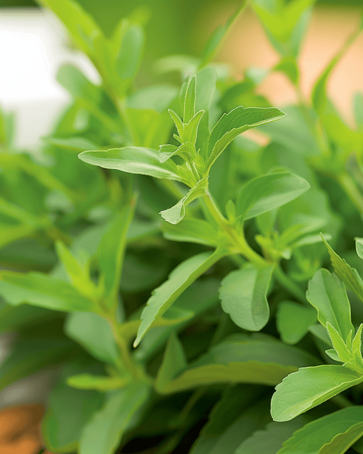 Semillas de estevia (Stevia rebaudiana) – hierba perenne