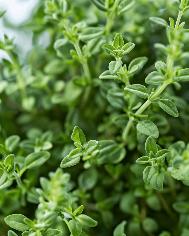Semillas de tomillo alemán de invierno resistente al frío (Thymus vulgaris) – hierba perenne