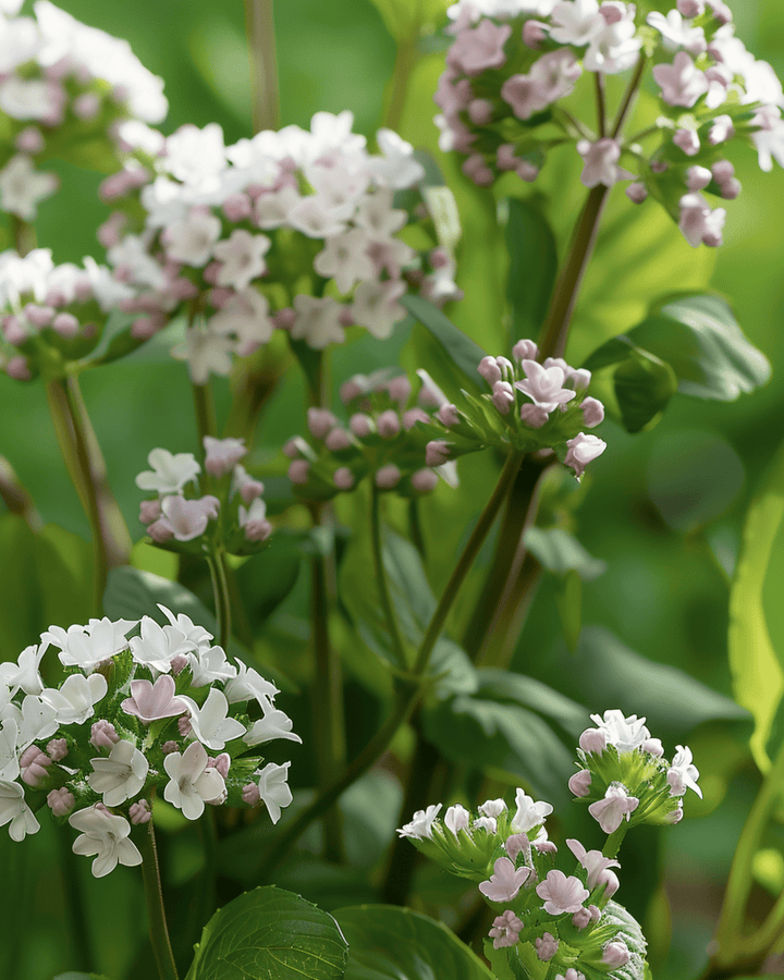 Semillas de hierbas Valeriana Officinalis perenne (Valeriana officinalis) – hierba perenne
