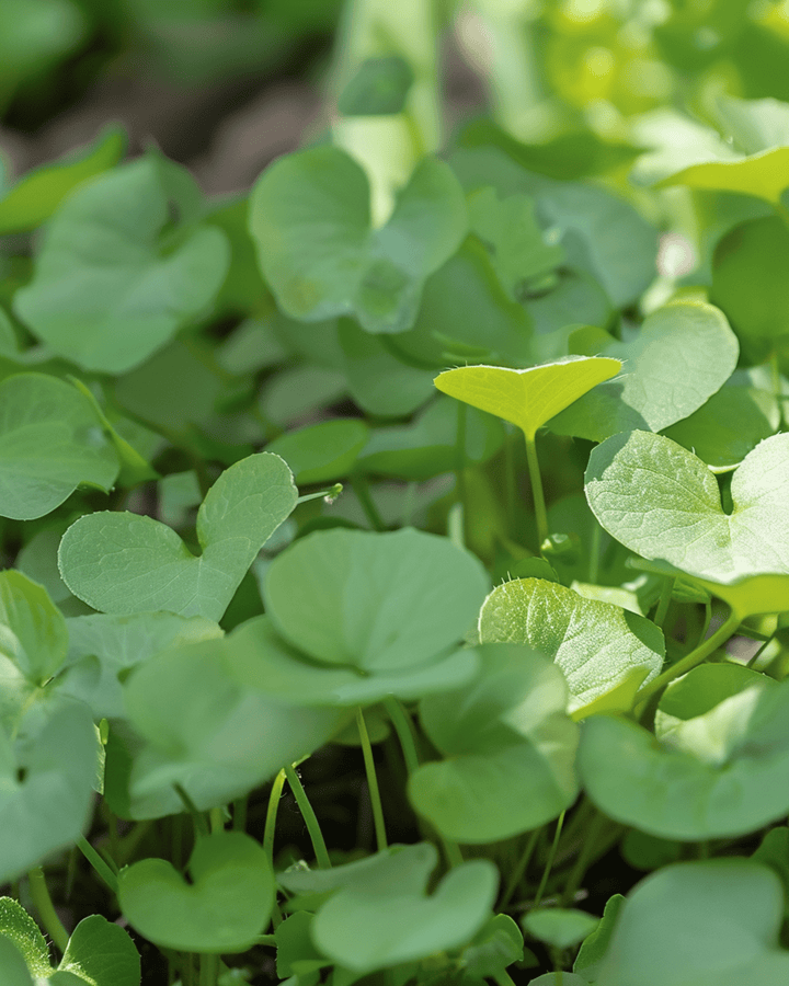 Semillas de Watercress Garden (Nasturtium officinale) – hierba perenne
