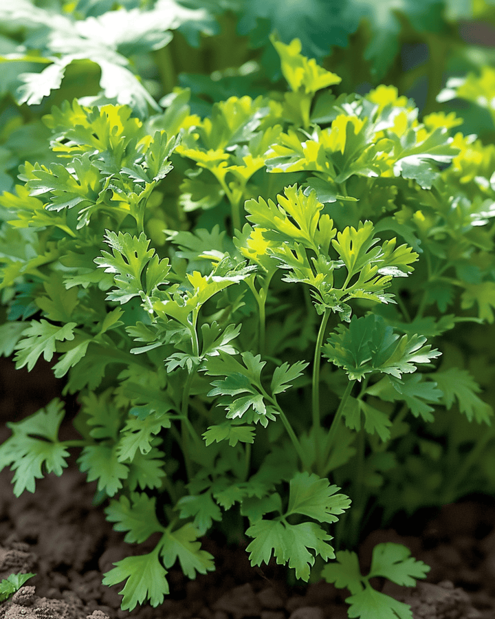Semillas de Perifollo Fine Curled (Anthriscus cerefolium) – anual